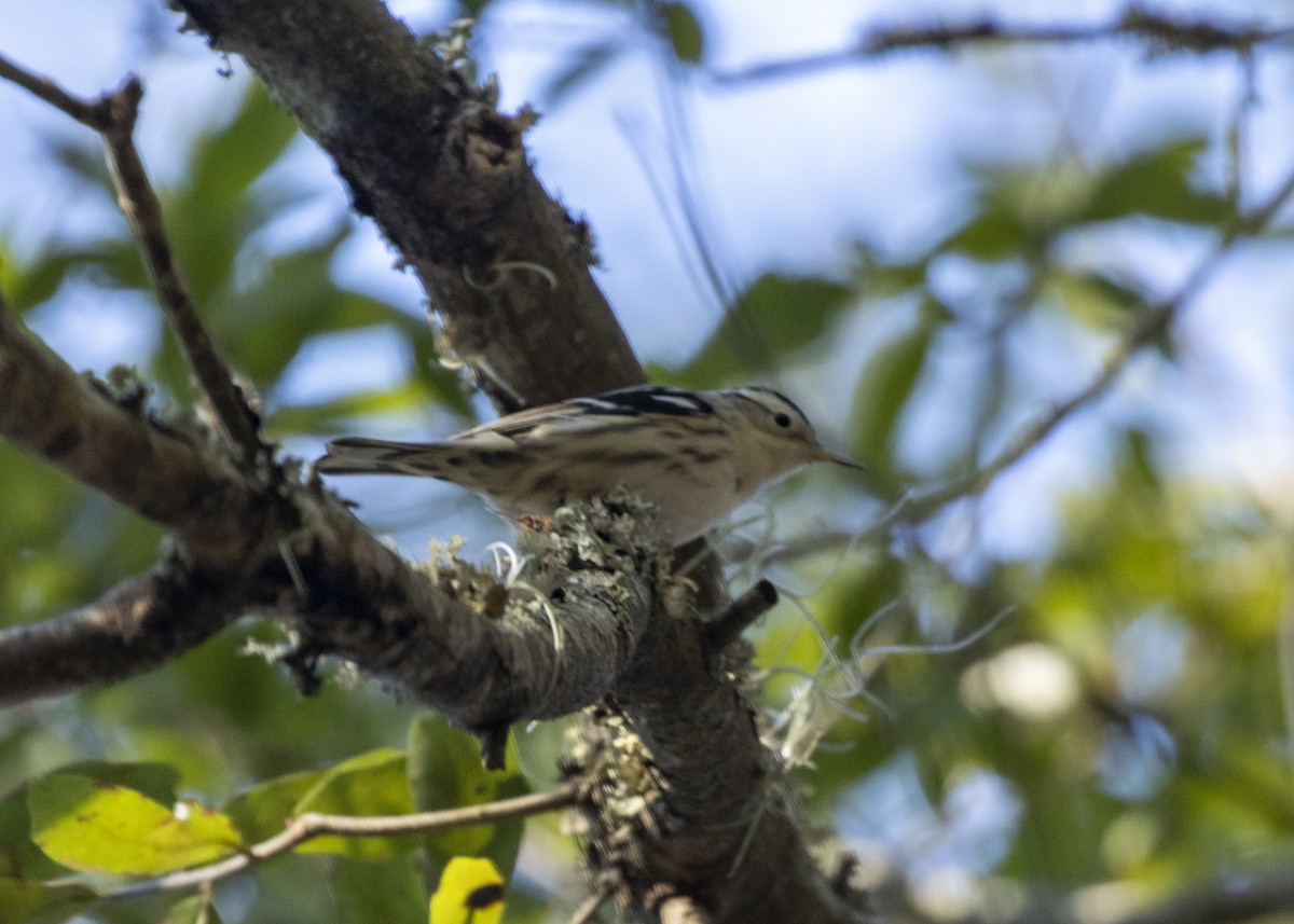 Black-and-white Warbler - ML613505465