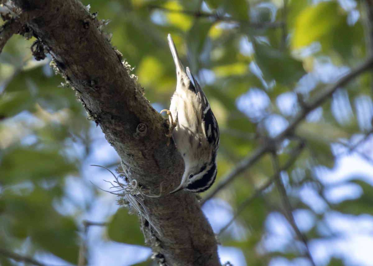 Black-and-white Warbler - ML613505466