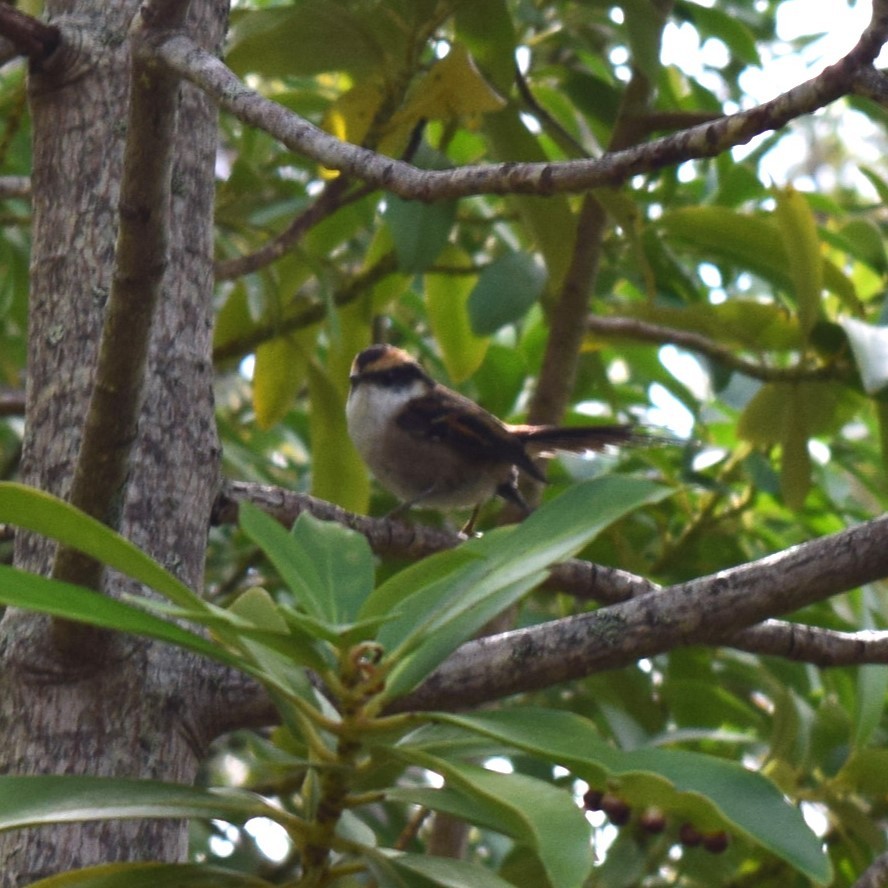 Thorn-tailed Rayadito - ML613505497