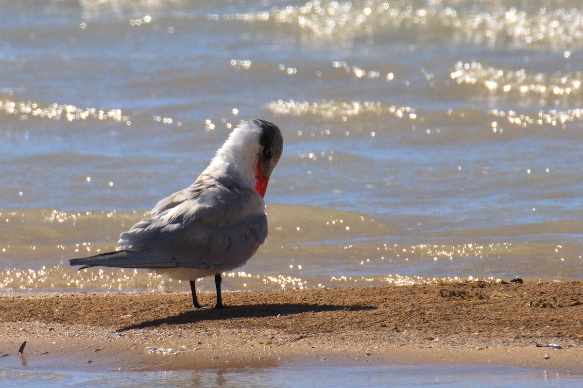 Caspian Tern - ML613505508