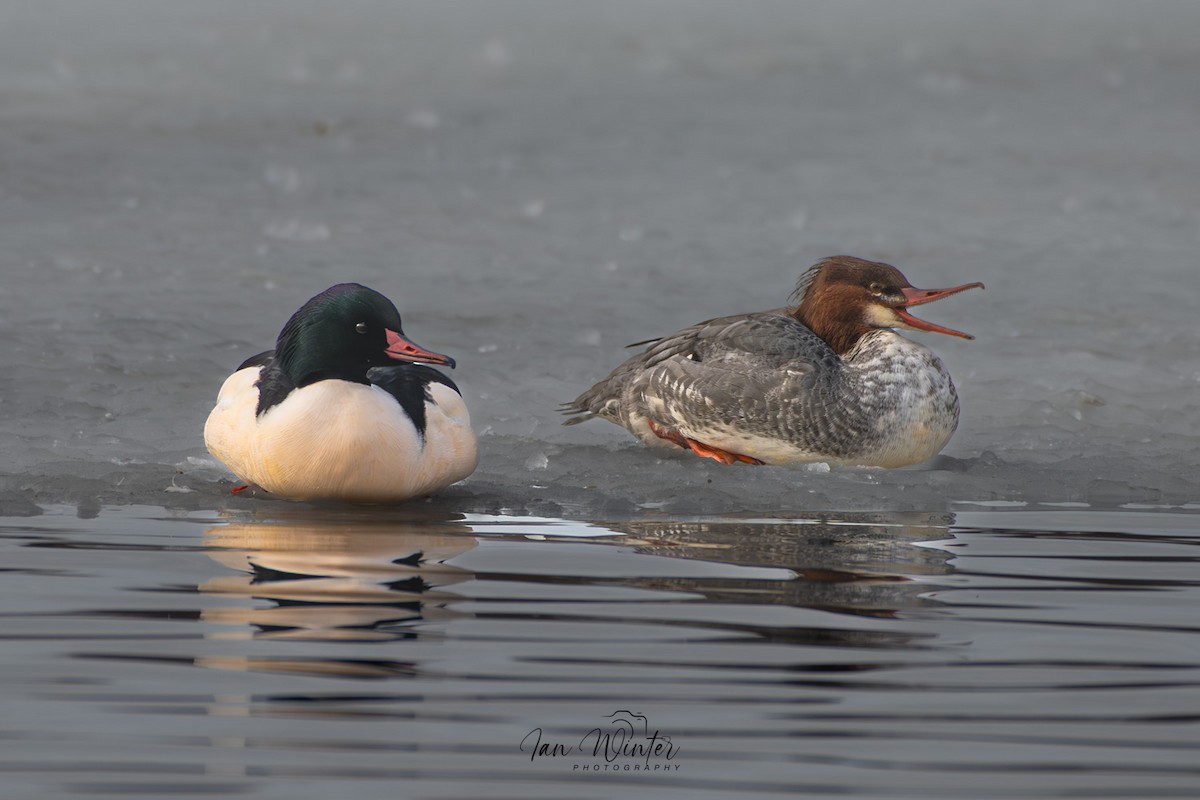 Common Merganser - Ian Winter