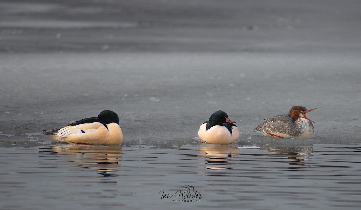 Common Merganser - Ian Winter