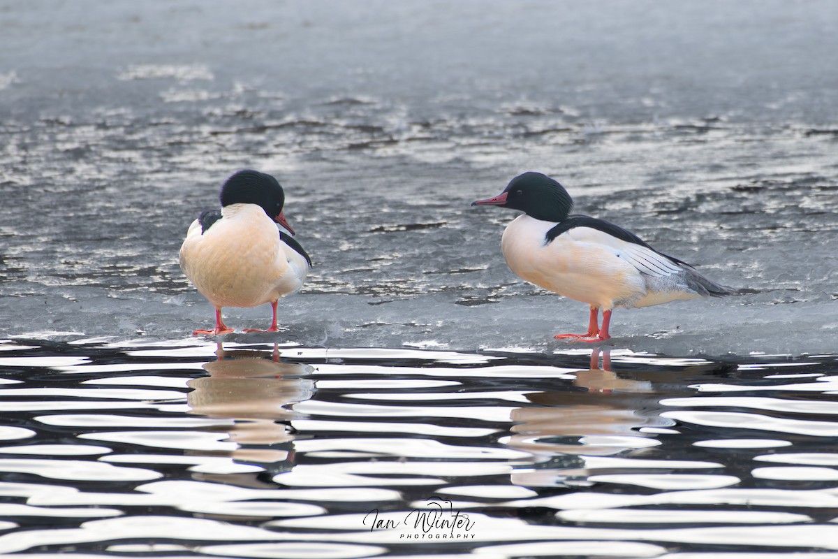 Common Merganser - Ian Winter