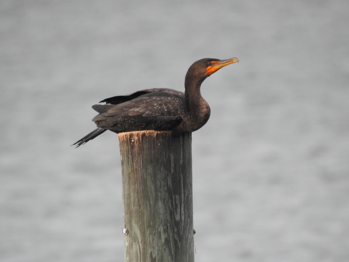 Double-crested Cormorant - ML613505545