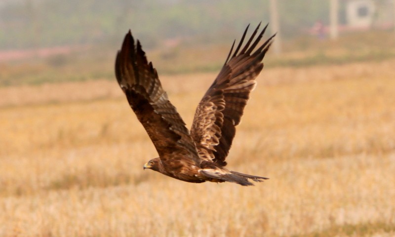 Águila Calzada - ML613505546