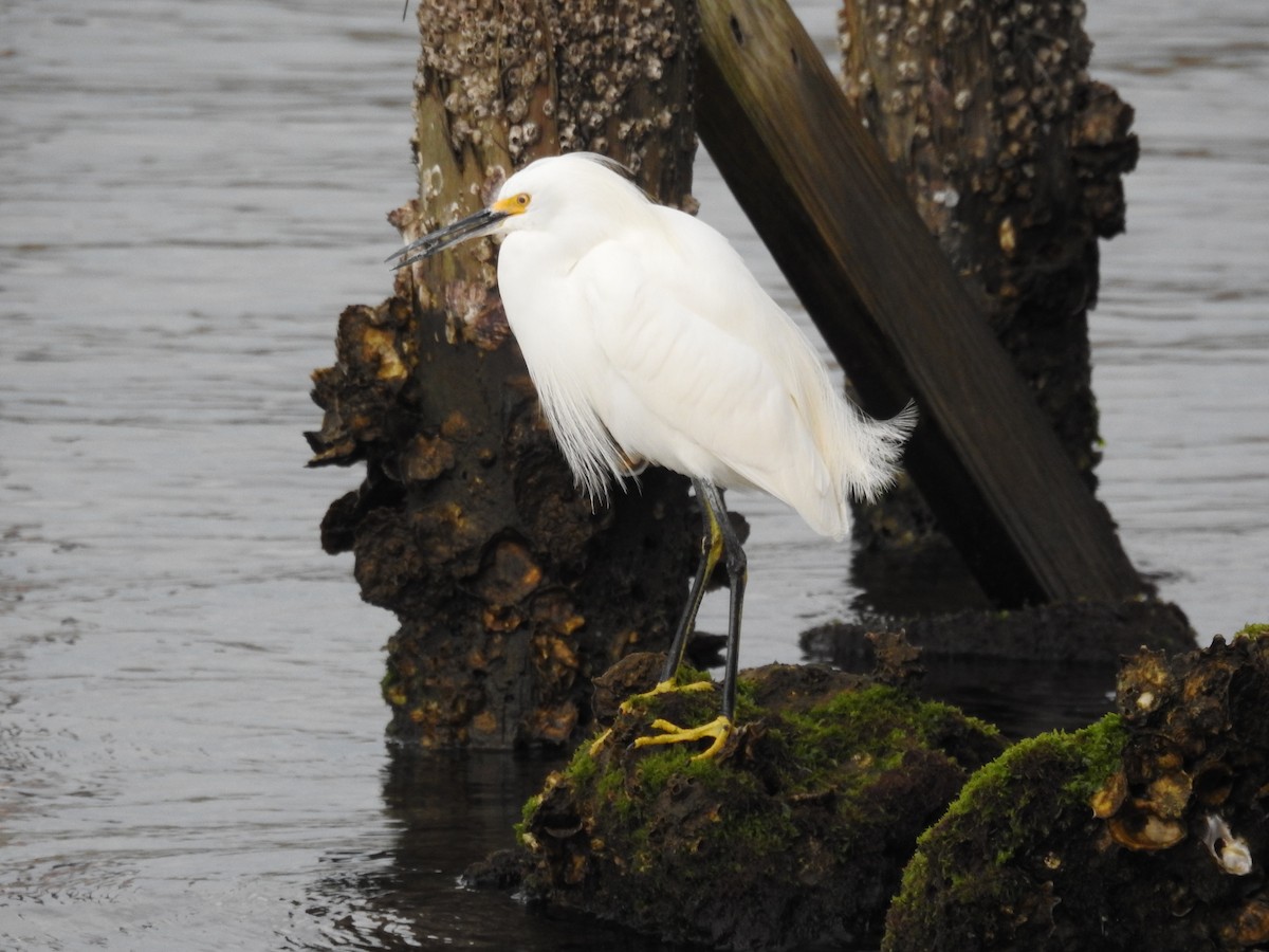 Snowy Egret - ML613505551