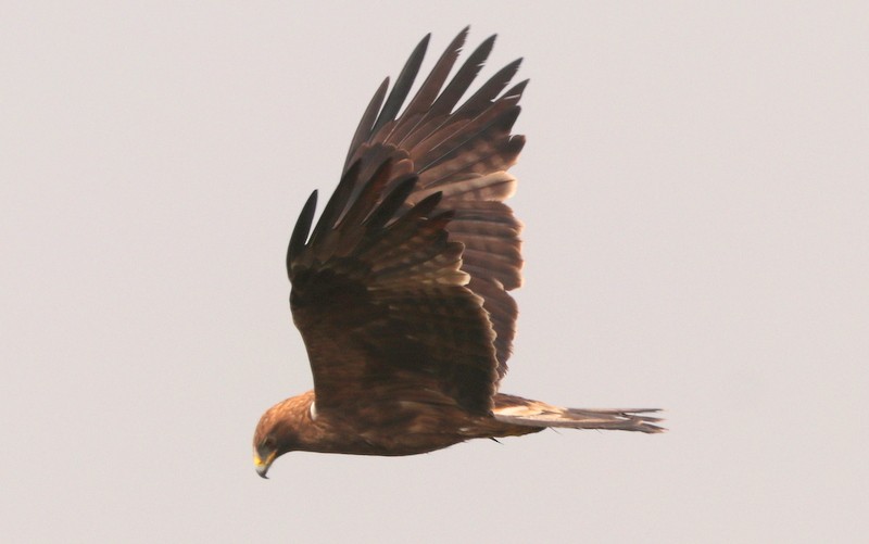 Booted Eagle - ML613505558