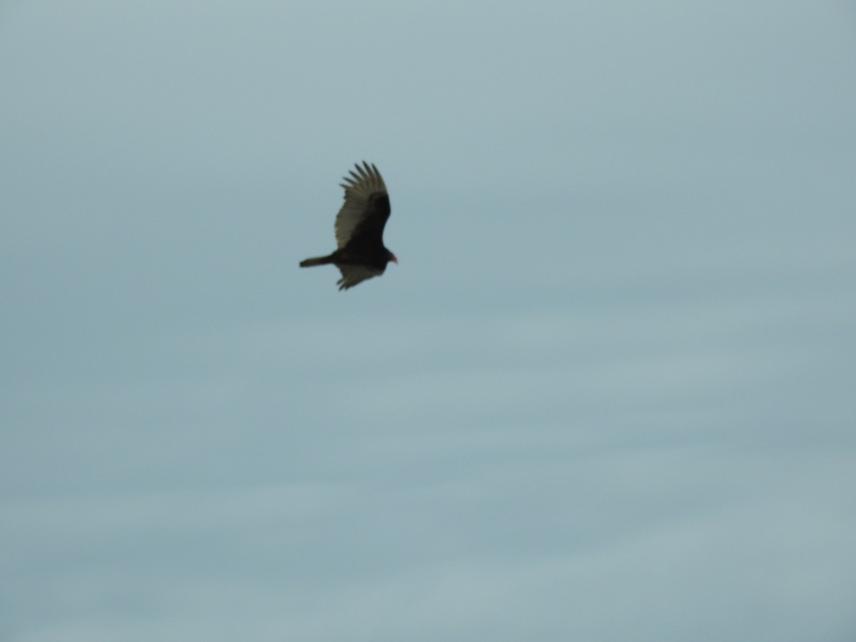 Turkey Vulture - ML613505561