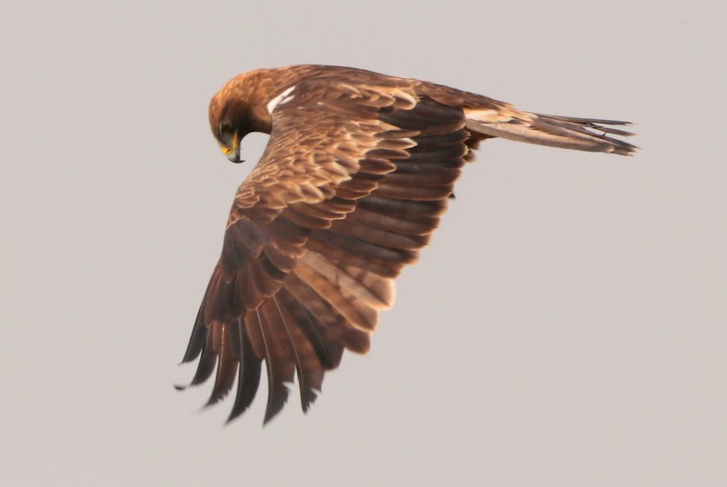 Booted Eagle - ML613505562