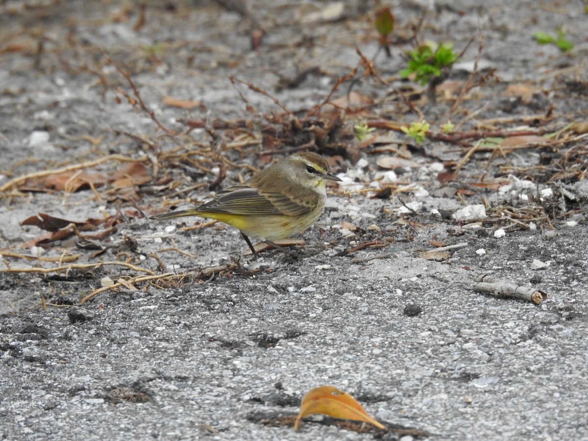 Palm Warbler - ML613505566