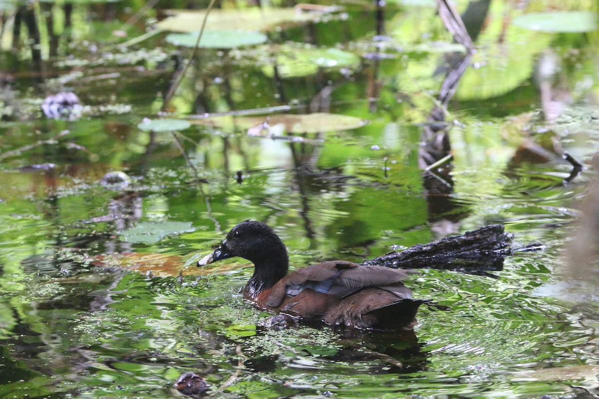 Hartlaub's Duck - ML613505591