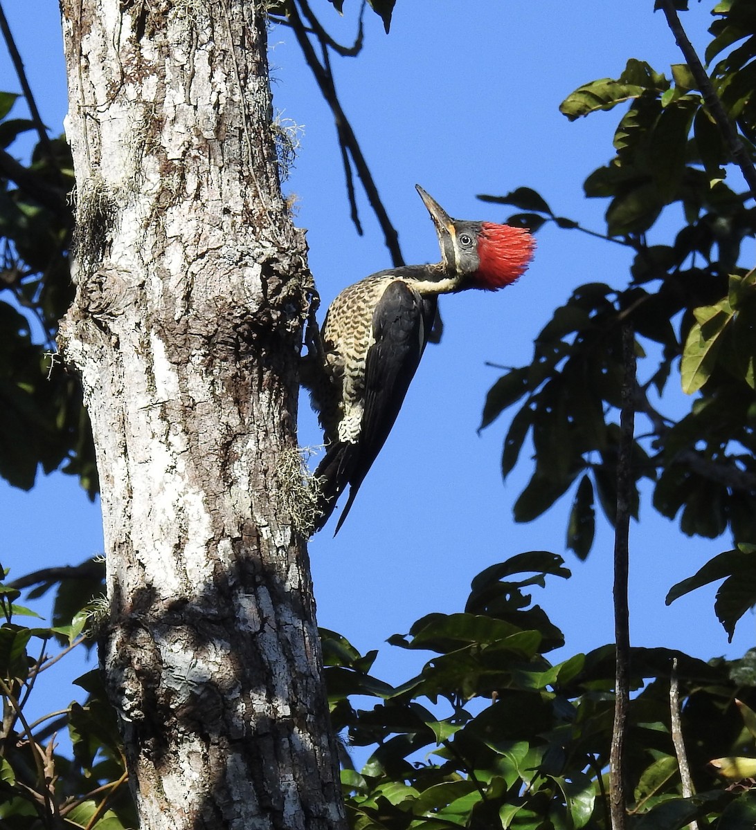 Lineated Woodpecker - ML613505625