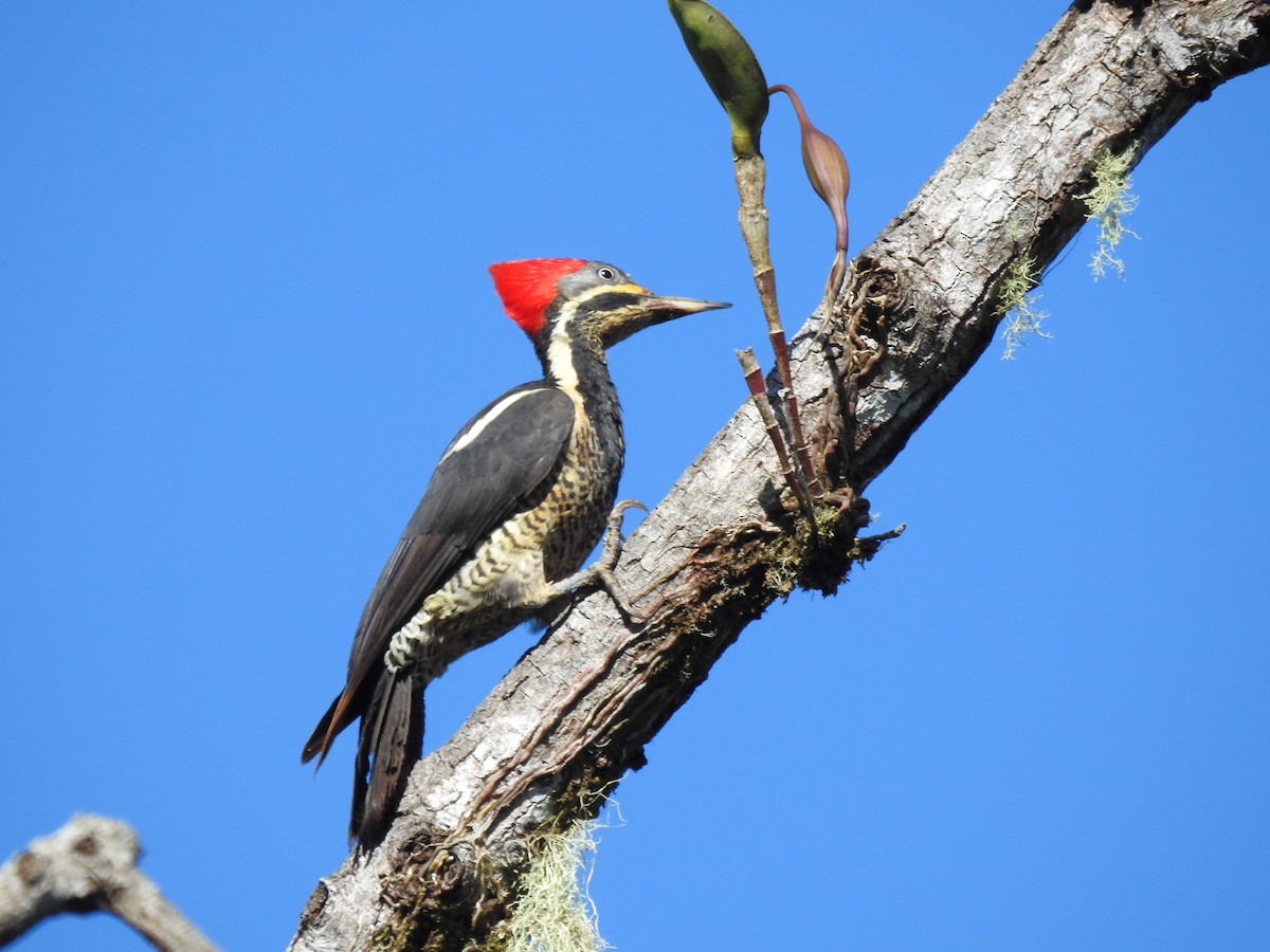 Lineated Woodpecker - ML613505683