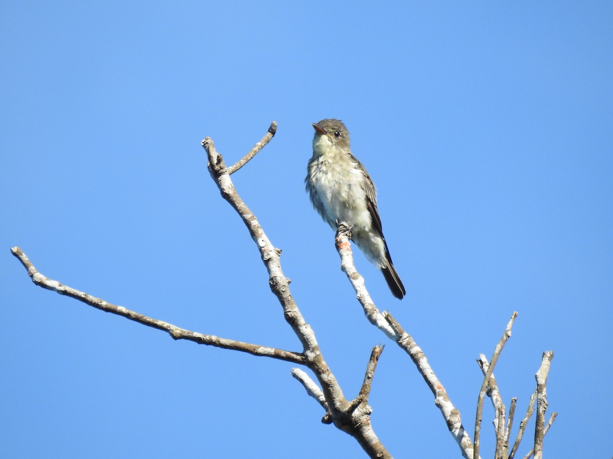 Olive-sided Flycatcher - ML613505790