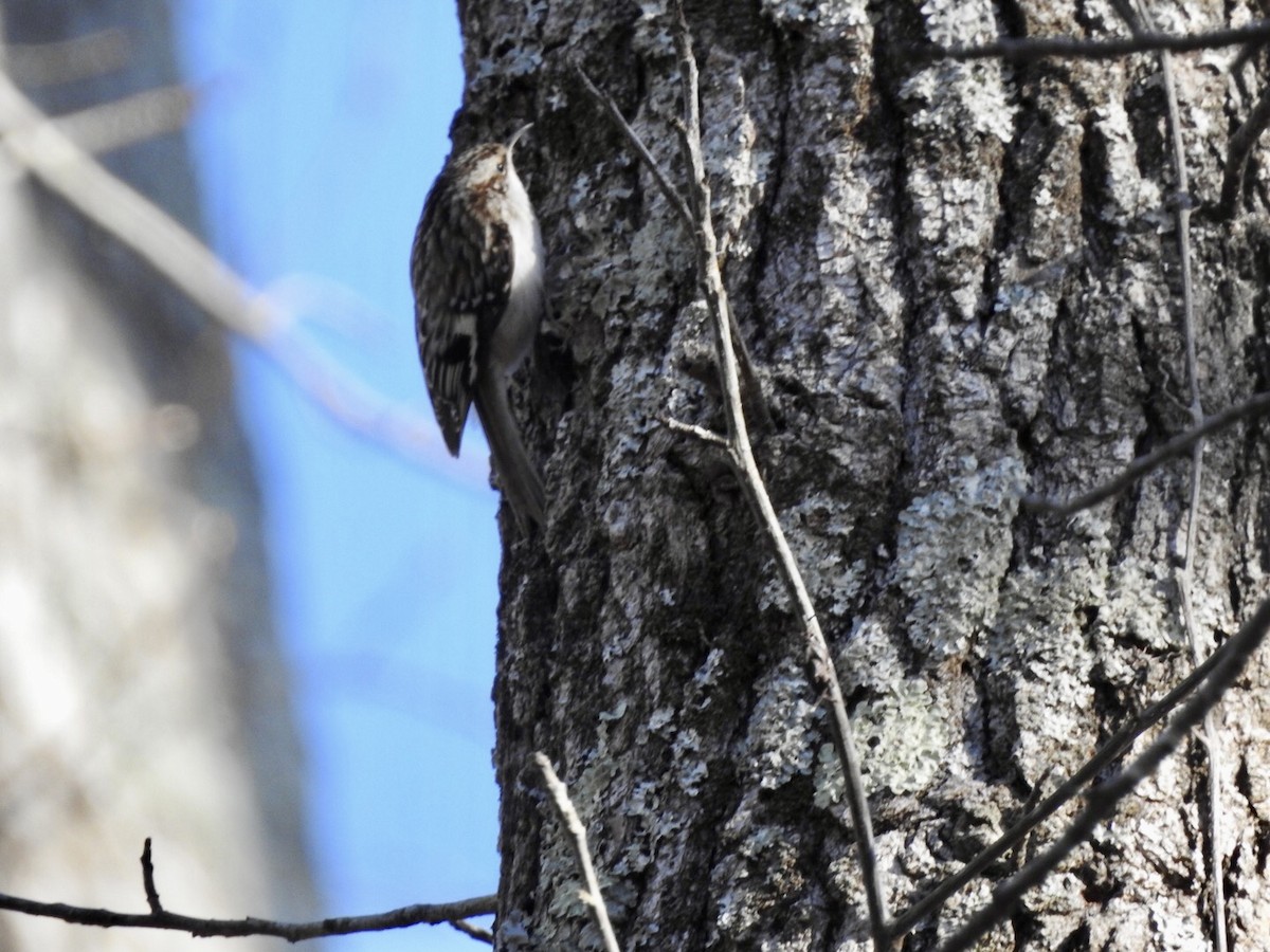 Brown Creeper - Anita Hooker