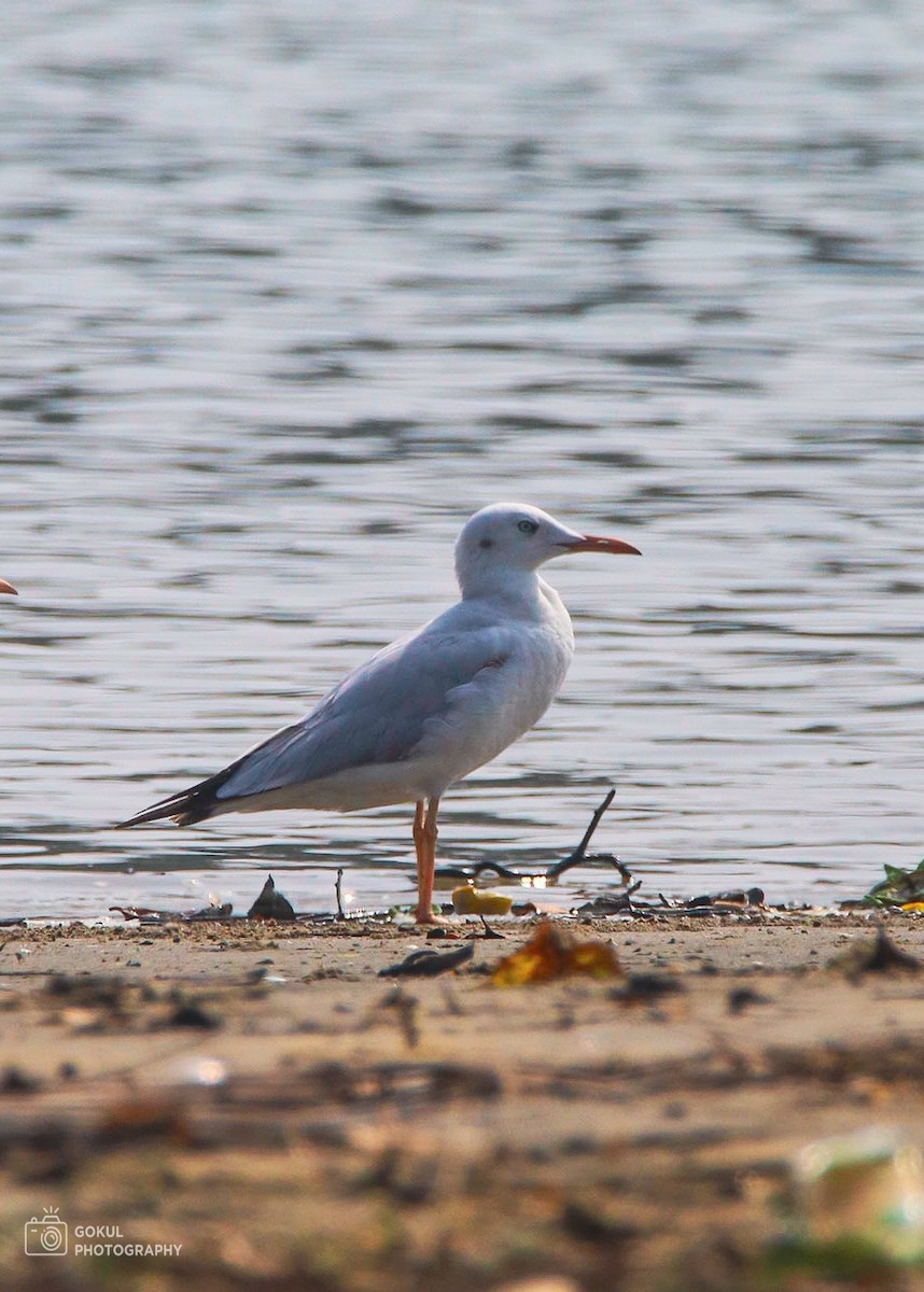 Slender-billed Gull - ML613505926