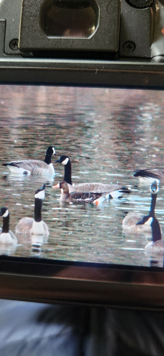 Greater White-fronted Goose - ML613505929