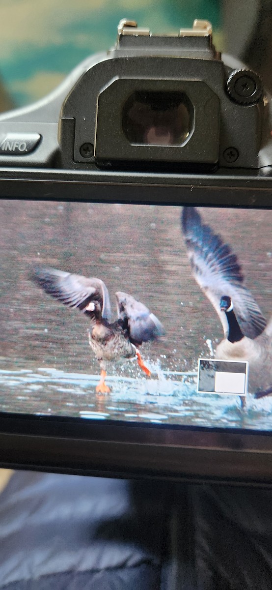 Greater White-fronted Goose - ML613505930