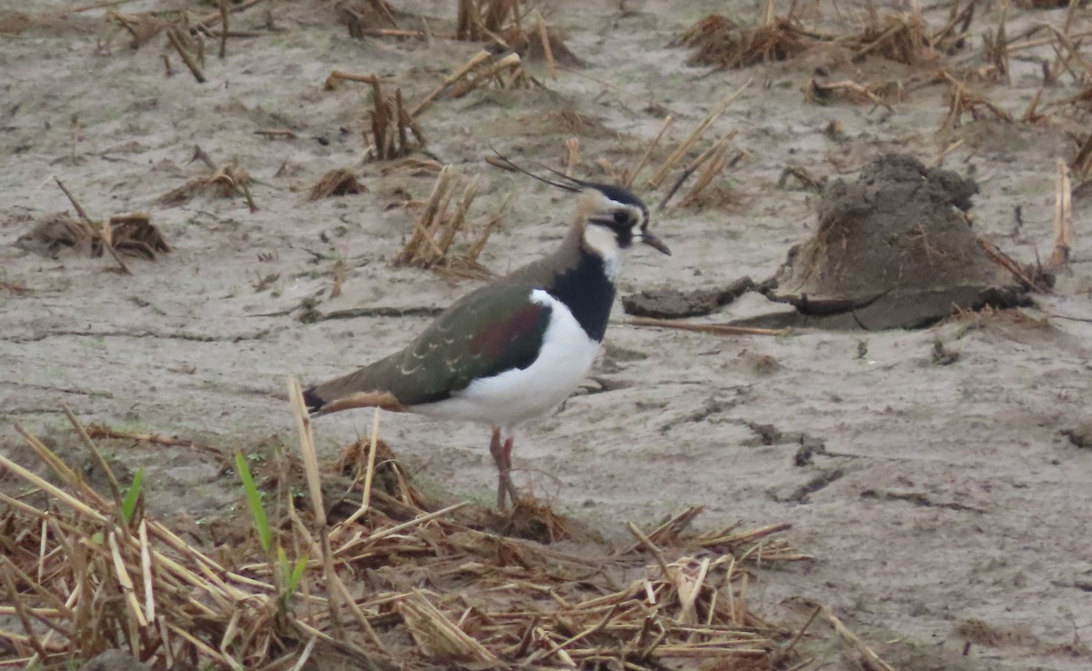 Northern Lapwing - ML613505937