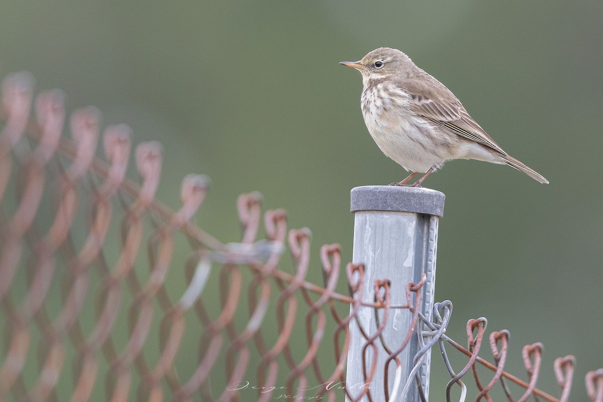 Water Pipit - ML613505947