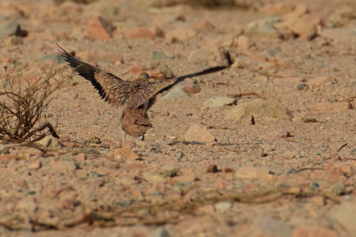 Crowned Sandgrouse - ML613505994