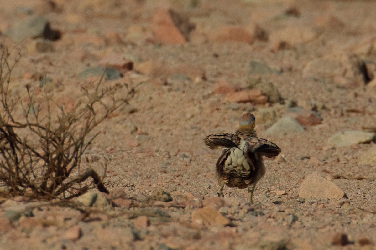 Crowned Sandgrouse - ML613505995