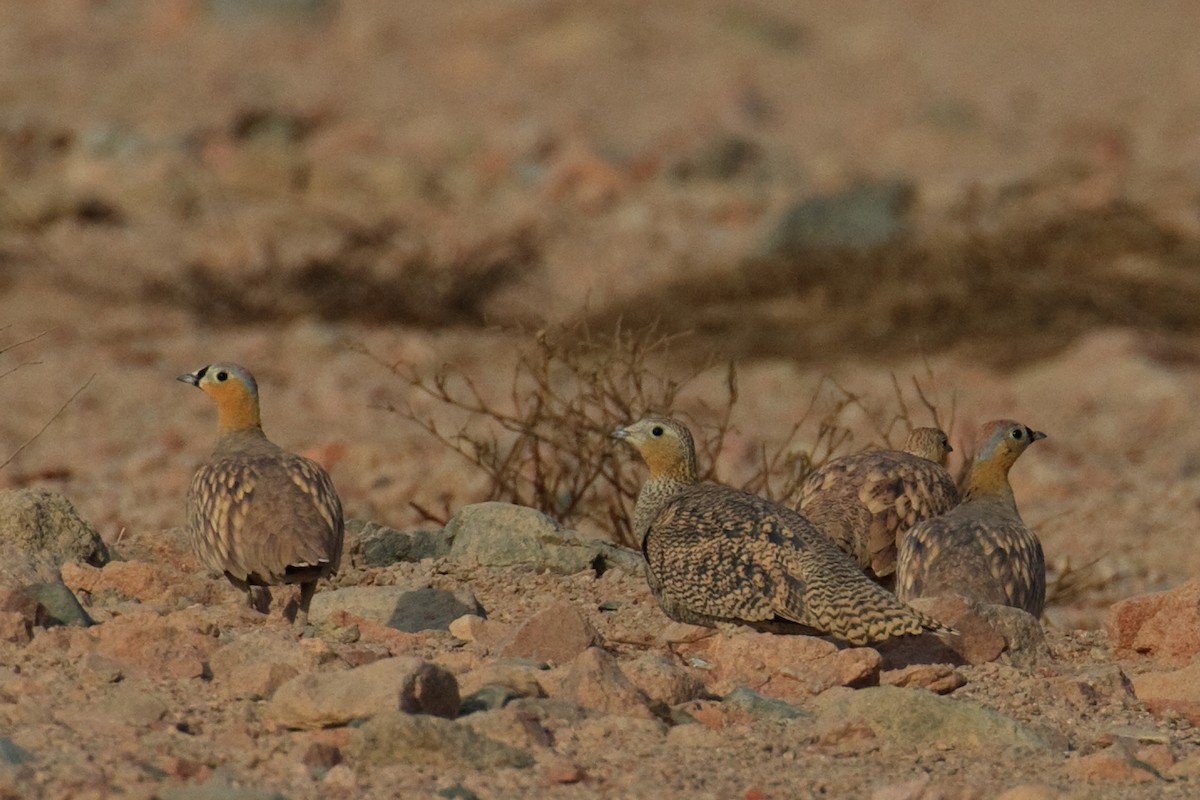 Crowned Sandgrouse - ML613506002