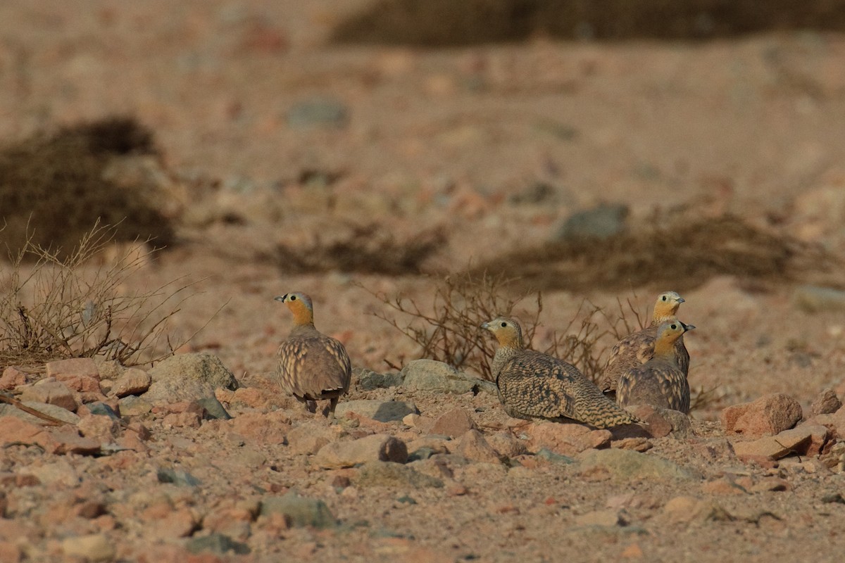 Crowned Sandgrouse - ML613506008