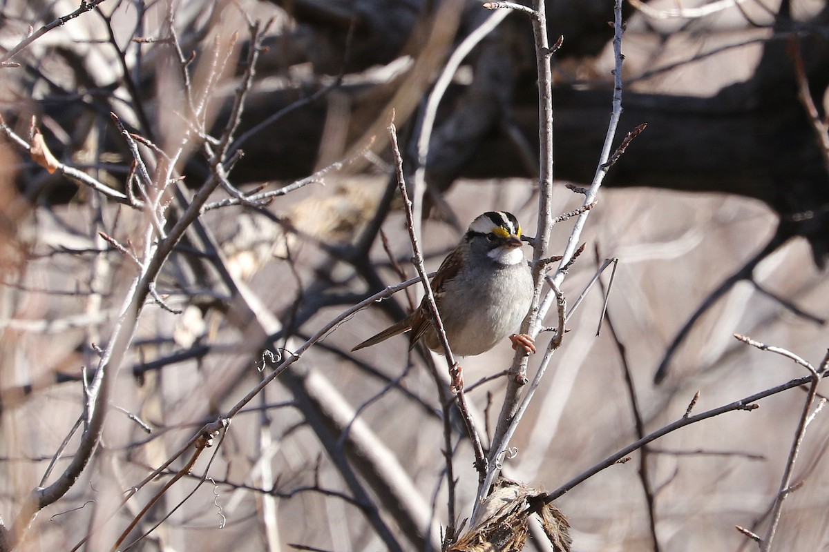 White-throated Sparrow - ML613506035