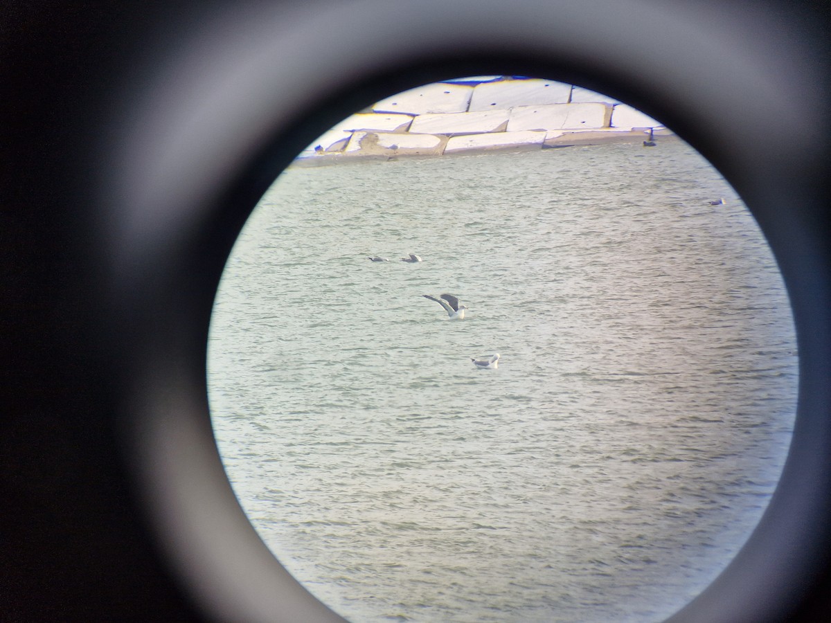 Lesser Black-backed Gull (graellsii) - ML613506051
