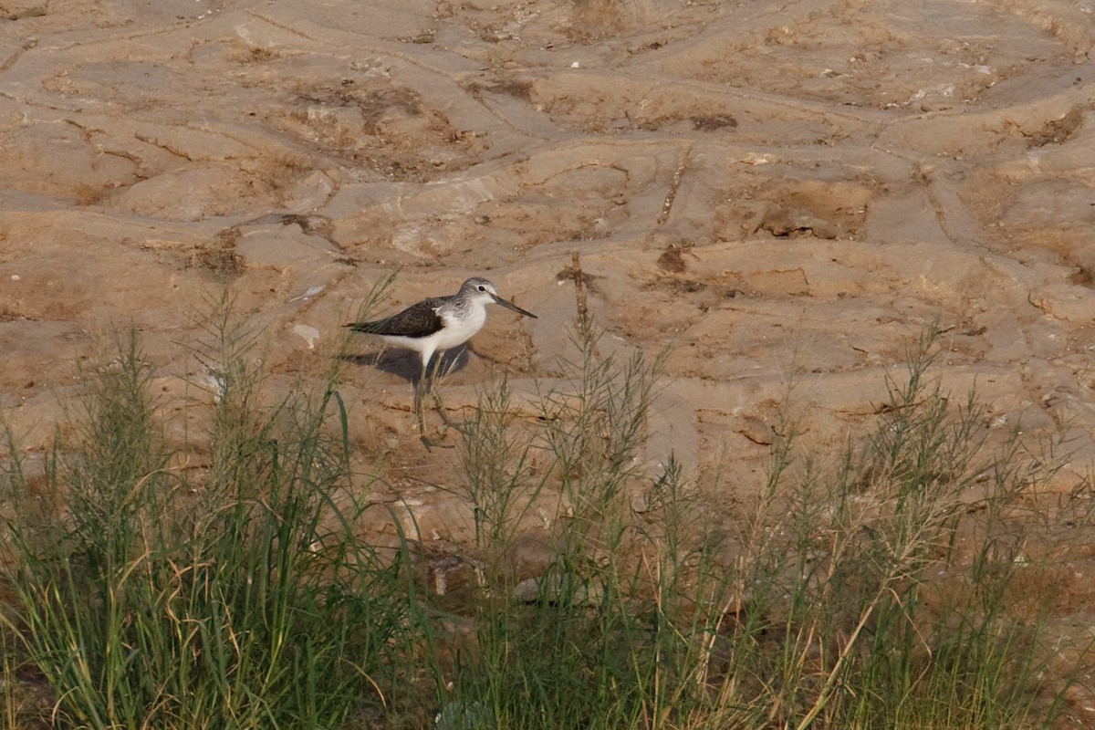 Common Greenshank - ML613506108