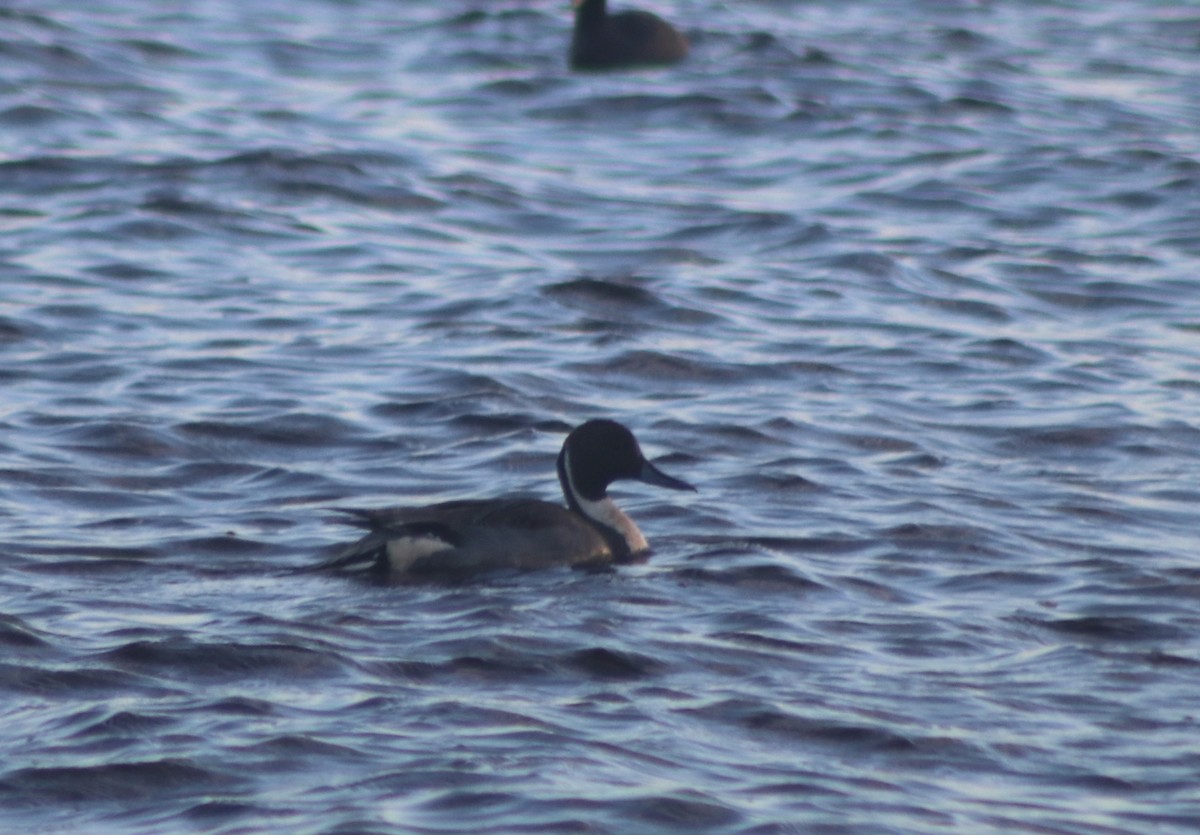 Northern Pintail - ML613506114