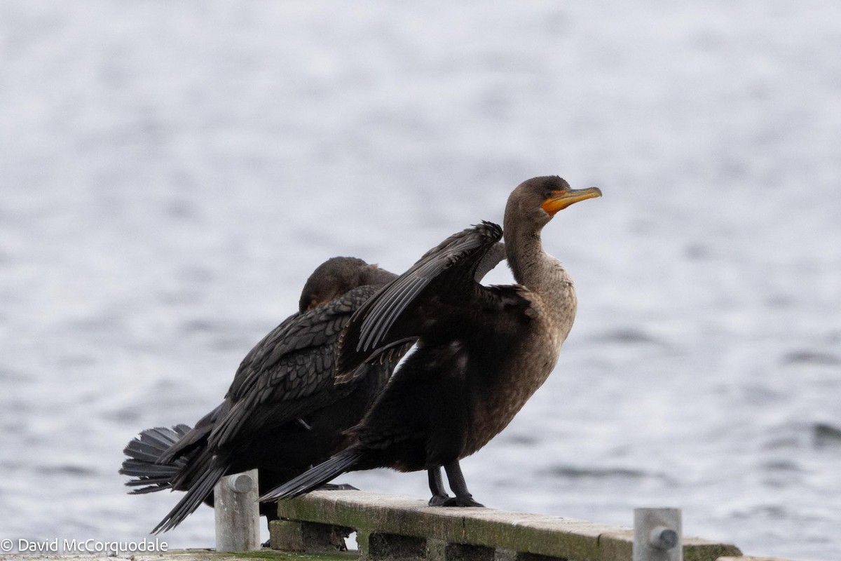 Double-crested Cormorant - ML613506116