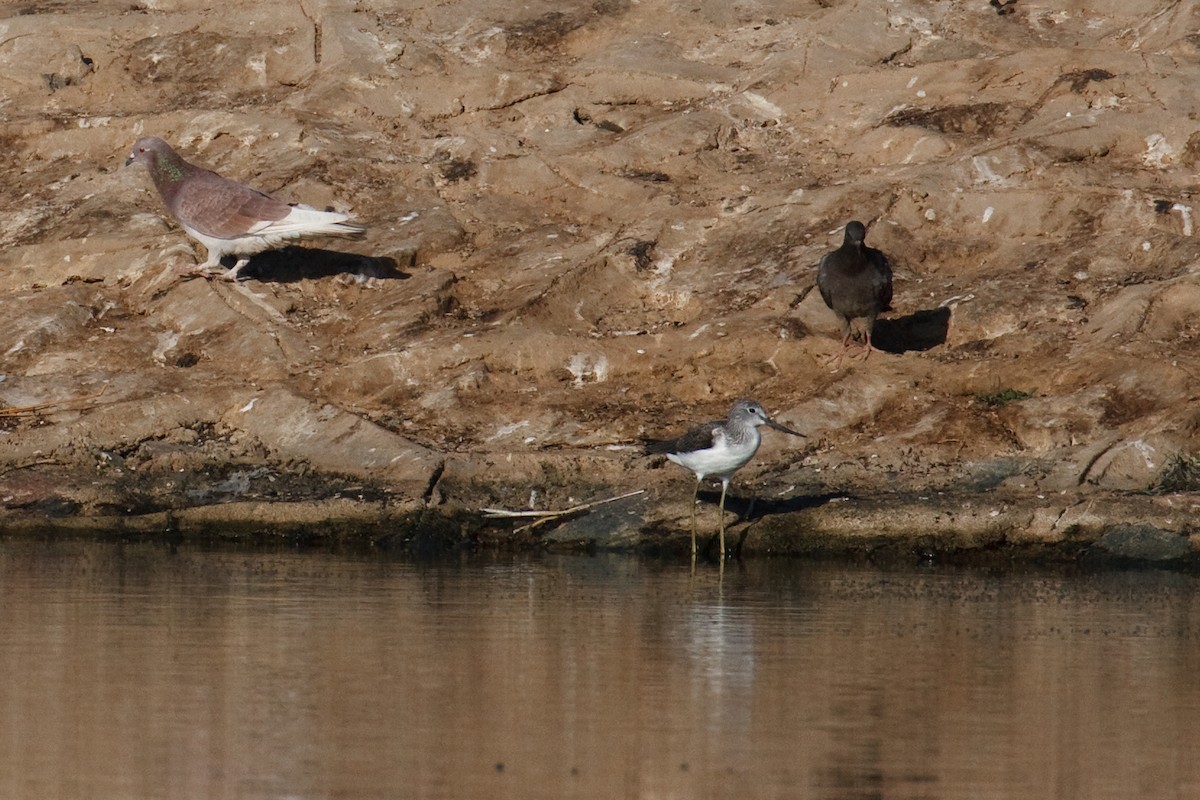 Rock Pigeon (Feral Pigeon) - ML613506136