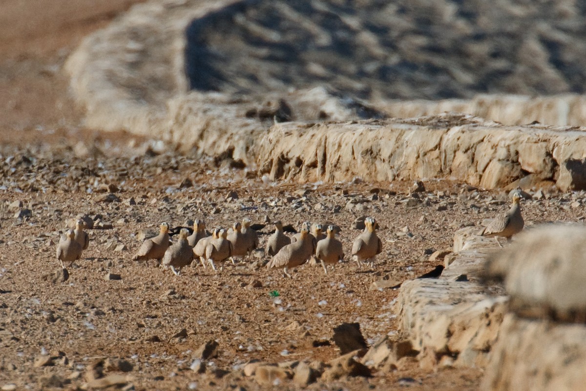 Crowned Sandgrouse - ML613506224