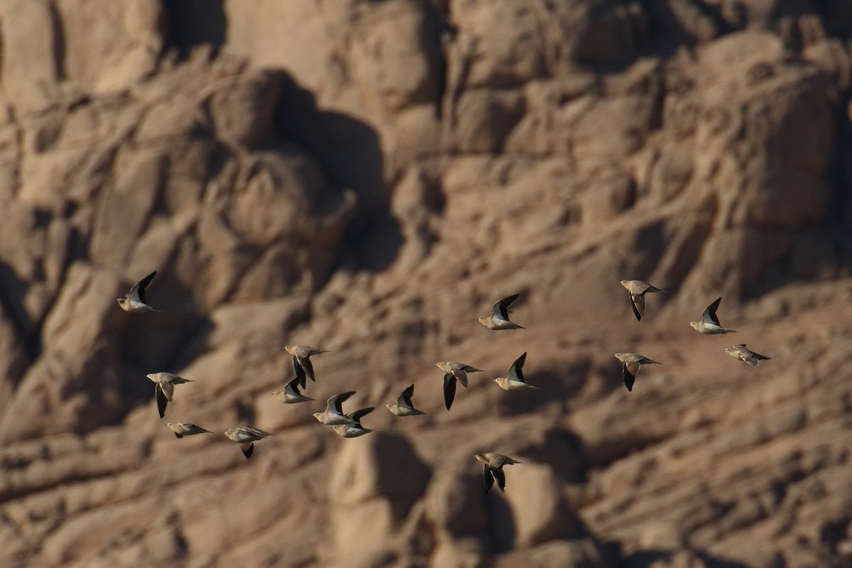 Crowned Sandgrouse - ML613506225