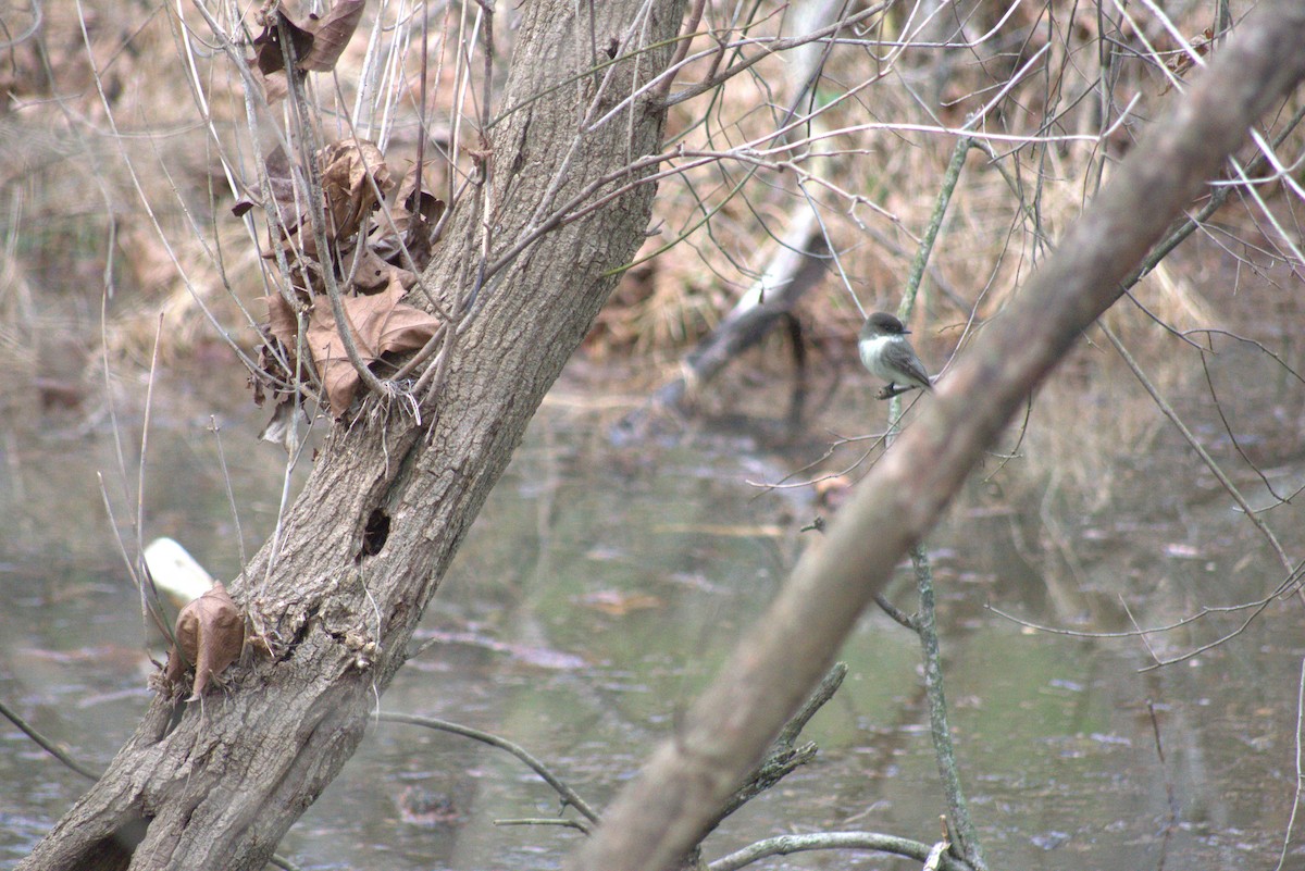 Eastern Phoebe - ML613506230