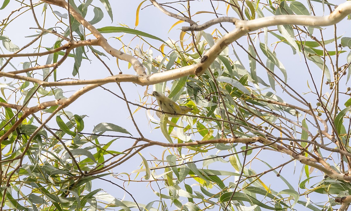 Striated Pardalote (Black-headed) - ML613506239