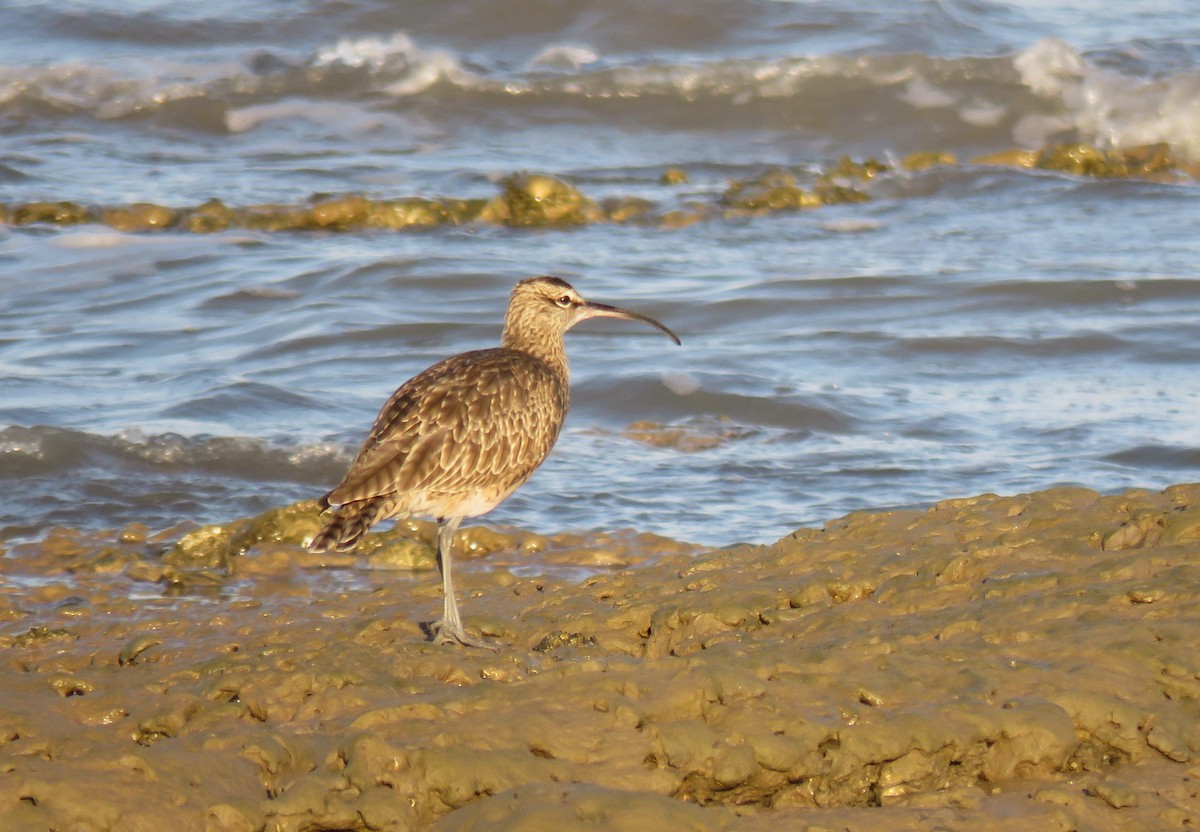 Chiurlo piccolo (phaeopus) - ML613506259