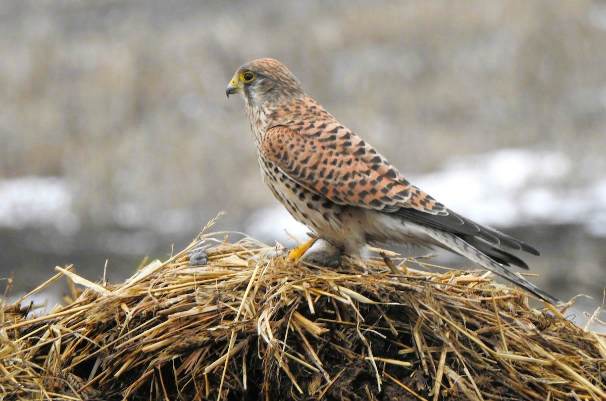 Eurasian Kestrel - ML613506266