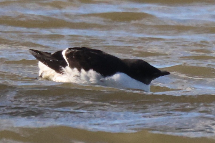 Thick-billed Murre - ML613506296