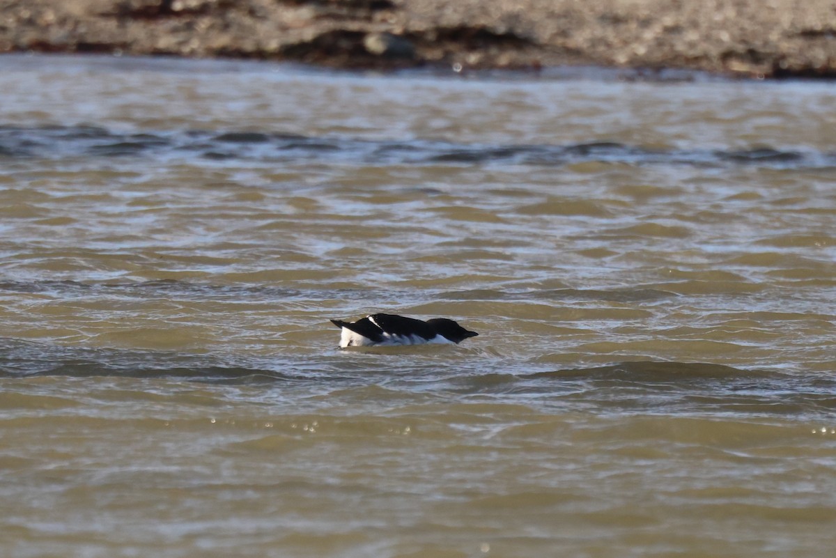 Thick-billed Murre - Edward Flanders