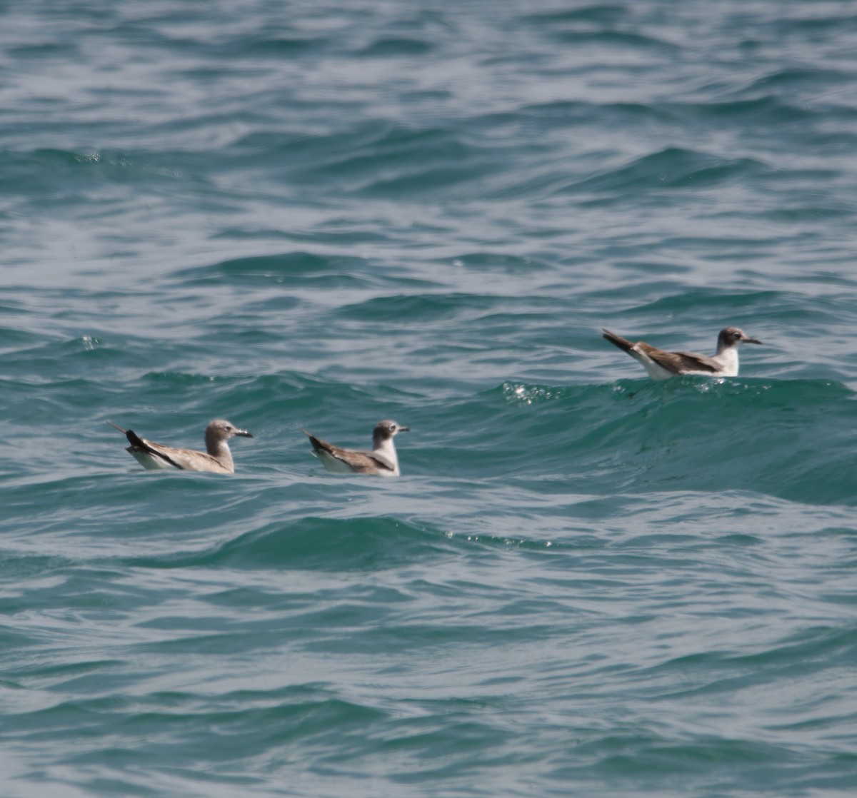 Franklin's Gull - Alenka Weinhold