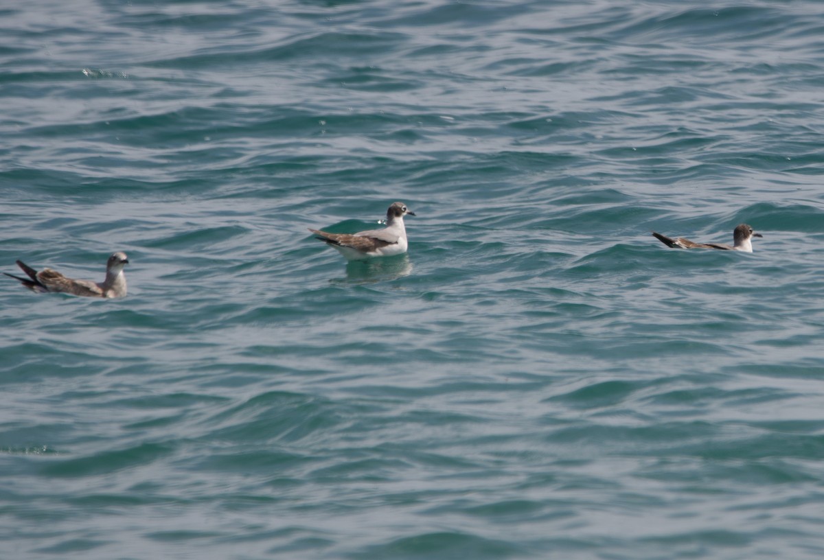 Franklin's Gull - Alenka Weinhold