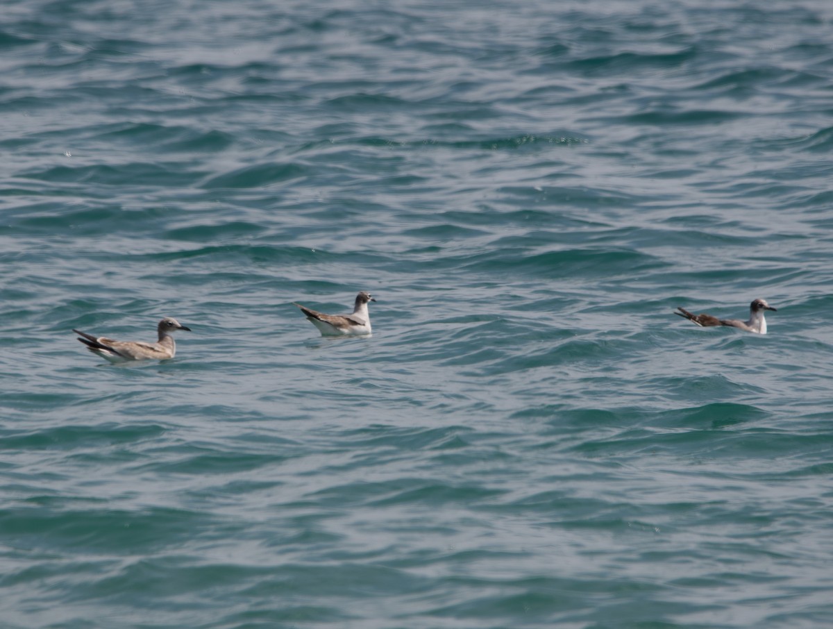 Franklin's Gull - ML613506324