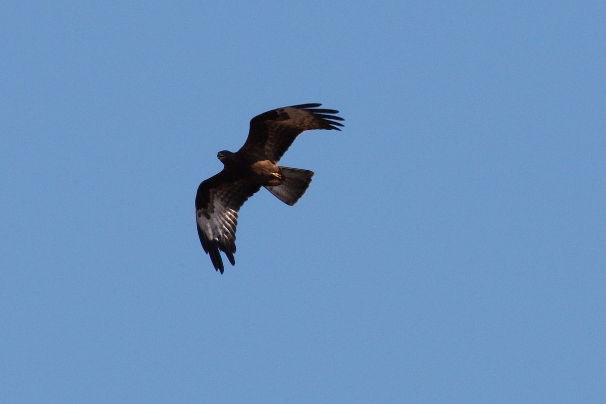 European Honey-buzzard - Anonymous