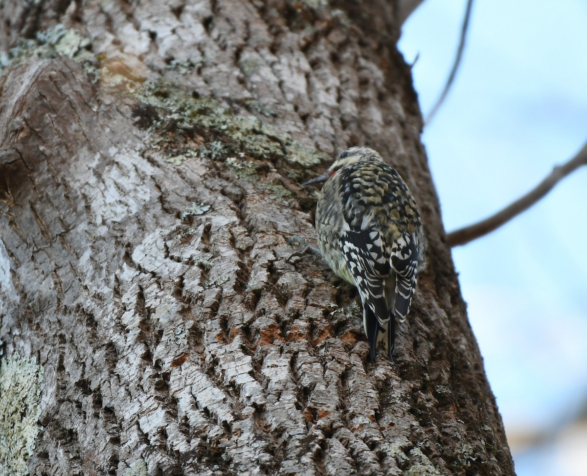 Yellow-bellied Sapsucker - ML613506495