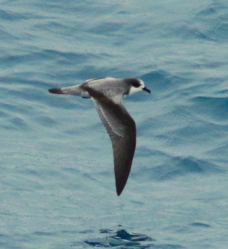 Stejneger's Petrel - Vicky Burke