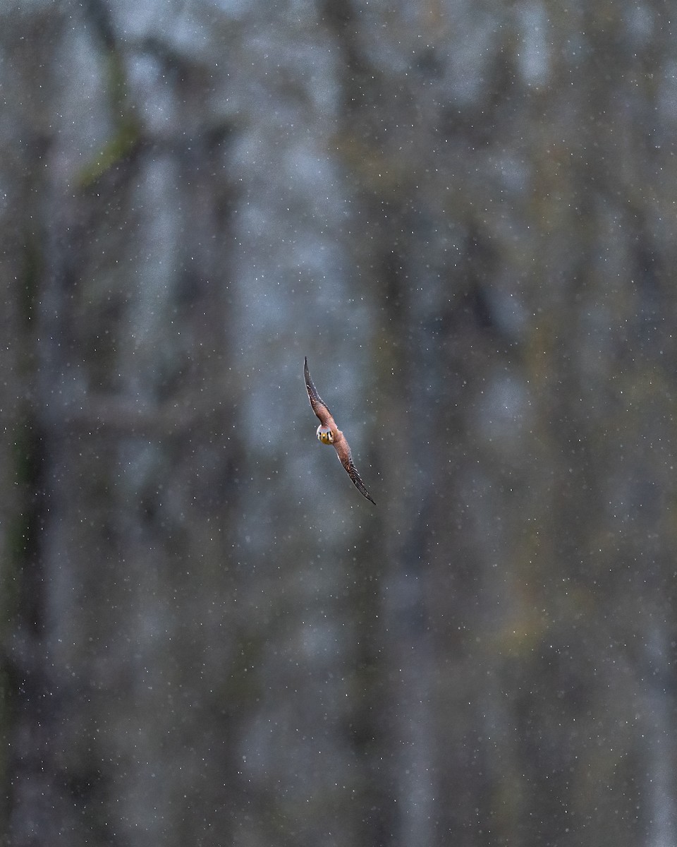 American Kestrel - ML613506518