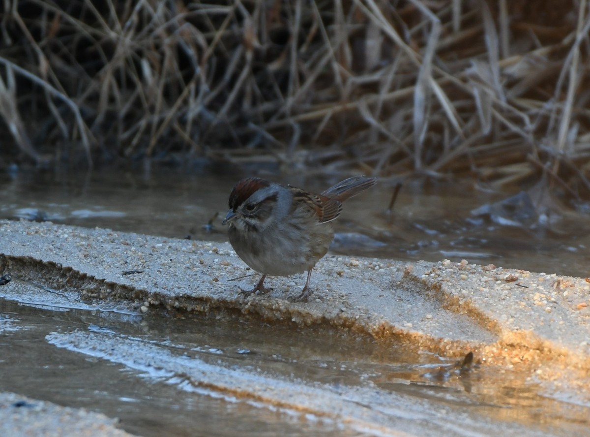 Swamp Sparrow - ML613506688